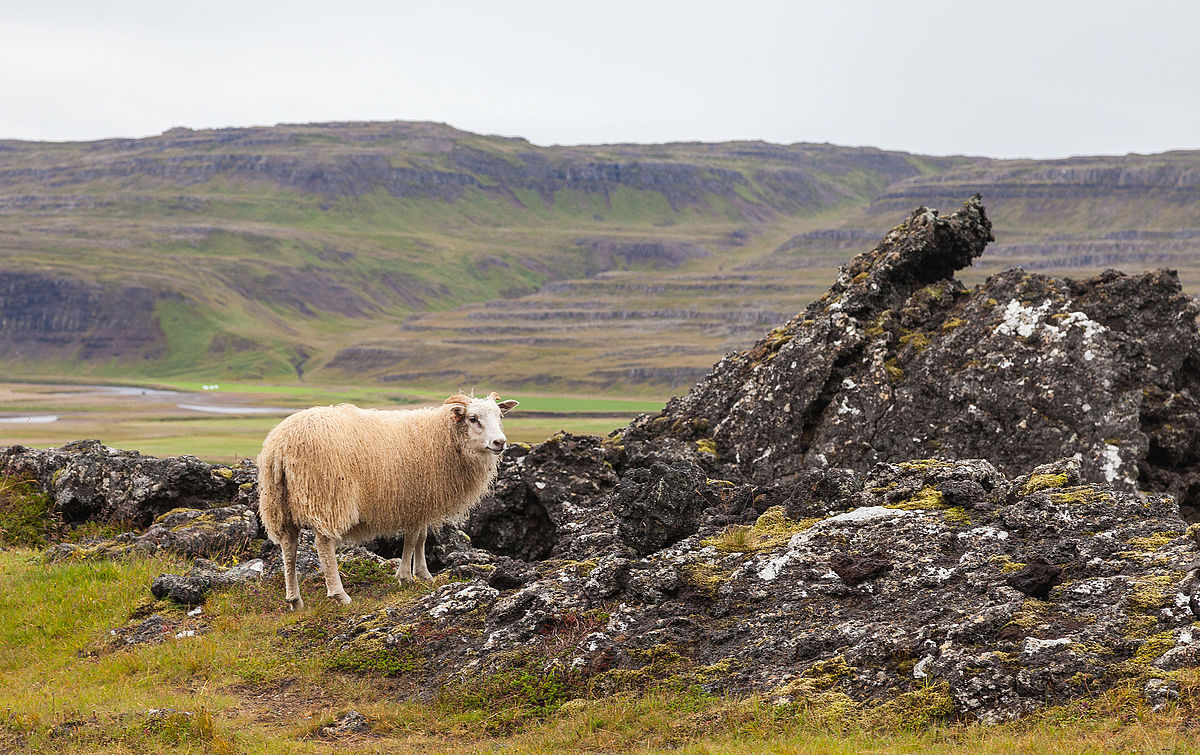 Iceland’s woolly examples of leadersh(ee)p