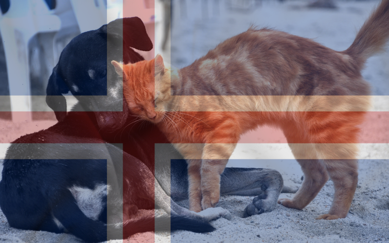 Iceland welcomes Ukrainian pets